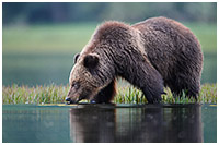 Male Grizzly after Sunset: The Night Cap