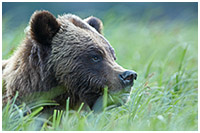 Female Grizzly in Grass: Catching the Scent