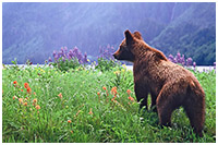 Springtime Flora and Fauna in the Khutzeymateen