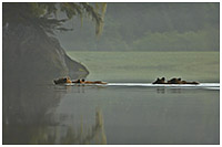 Misty Morning Dip in the Lush Khutzeymateen