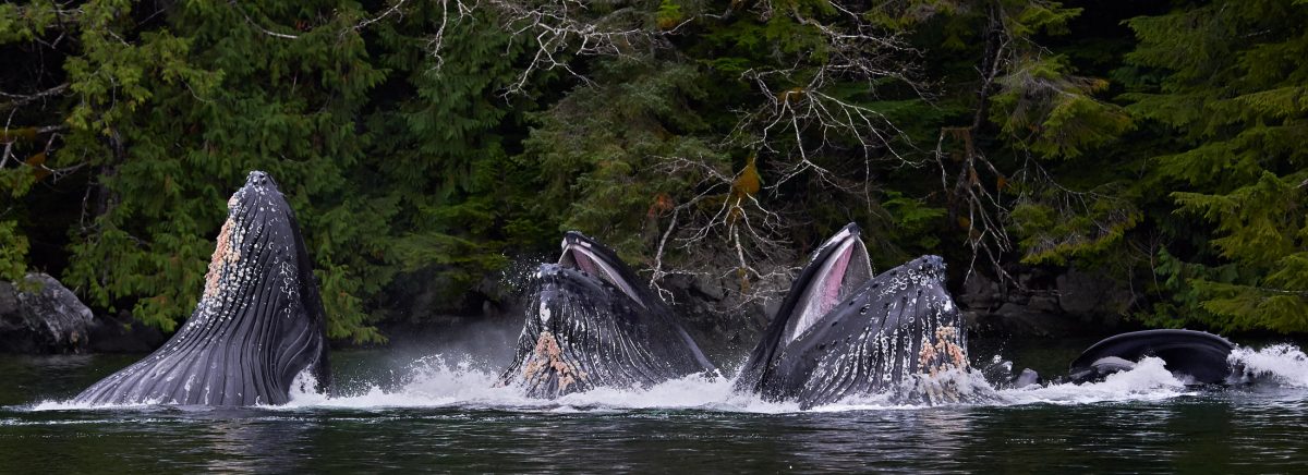 Ocean-Light-II-Great-Bear-Rainforest11_HumpbacksFeedingx4